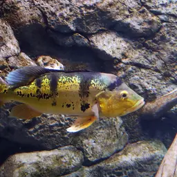 Peacock Bass, photo 9