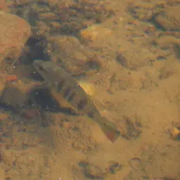 Peacock Bass, photo 10
