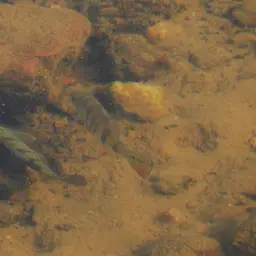 Peacock Bass, photo 11