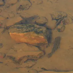 Peacock Bass, photo 12