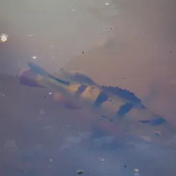 Tucanare Peacock Bass, photo 2