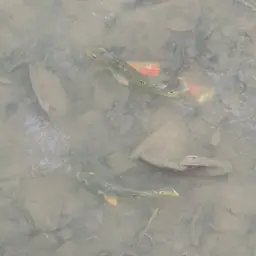 Tucanare Peacock Bass, photo 3