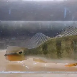 Tucanare Peacock Bass, photo 4