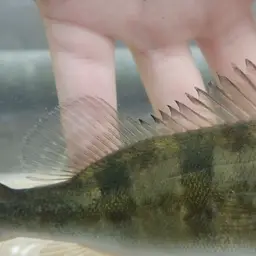Tucanare Peacock Bass, photo 5