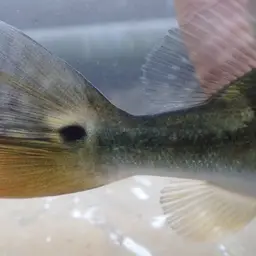 Tucanare Peacock Bass, photo 6