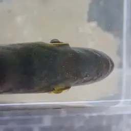 Tucanare Peacock Bass, photo 7