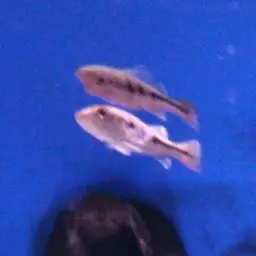 Tucanare Peacock Bass, photo 8