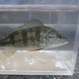 Tucanare Peacock Bass, photo 9