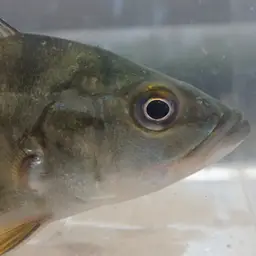 Tucanare Peacock Bass, photo 10