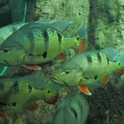 Peacock Bass, photo 2