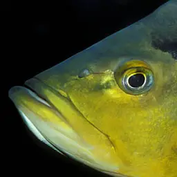 Peacock Bass, photo 3