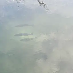 Peacock Bass, photo 4