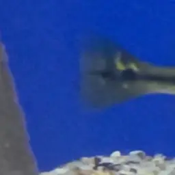 Peacock Bass, photo 5