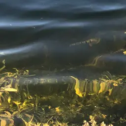 Peacock Bass, photo 6