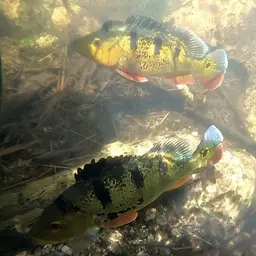 Peacock Bass, photo 7