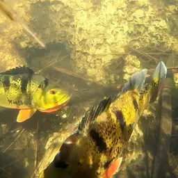 Peacock Bass, photo 8