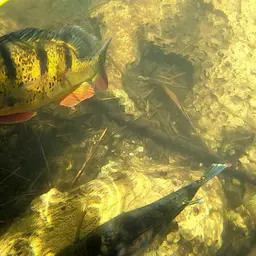Peacock Bass, photo 9