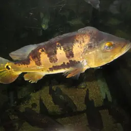 Peacock Bass, photo 11
