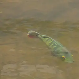 Peacock Bass, photo 12