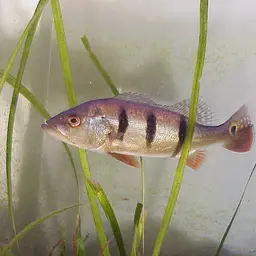 Peacock Bass, photo 1