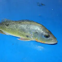 Peacock Bass, photo 3