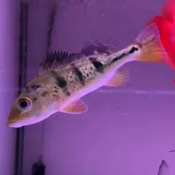 Striped Tucunare, photo 4