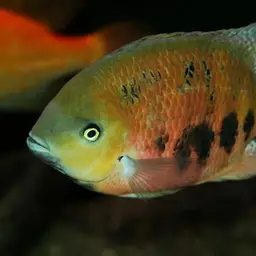 Chisel-tooth cichlid, photo 1