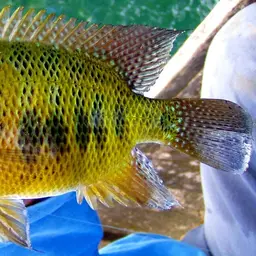 Chisel-tooth cichlid, photo 2