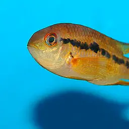 Bolivia Cichlid, photo 1