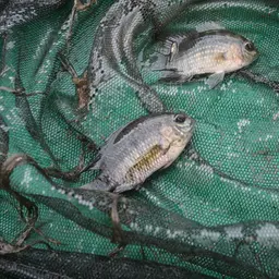 Bolivia Cichlid, photo 2