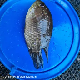 Bolivia Cichlid, photo 3