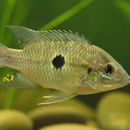 Bolivia Cichlid, photo 4