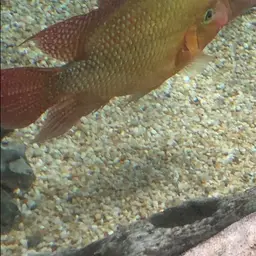 Red Terror, photo 11