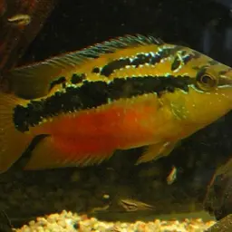 Salvin's Cichlid, photo 1