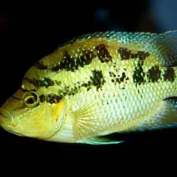 Salvin's Cichlid, photo 2