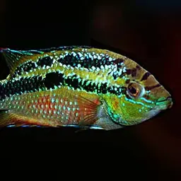 Salvin's Cichlid, photo 4