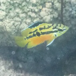 Salvin's Cichlid, photo 5