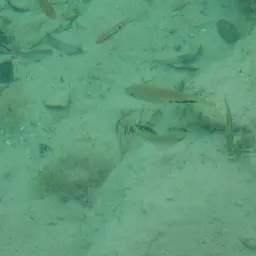Salvin's Cichlid, photo 7