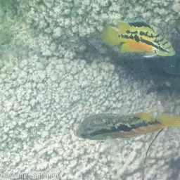 Salvin's Cichlid, photo 9