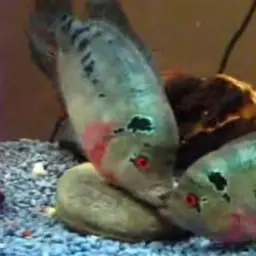 Threespot Cichlid, photo 1