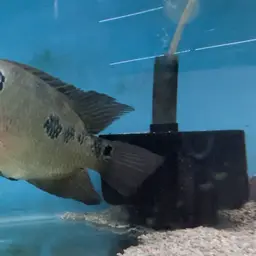 Threespot Cichlid, photo 5