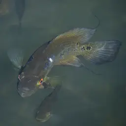 Threespot Cichlid, photo 6