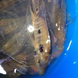 Threespot Cichlid, photo 7