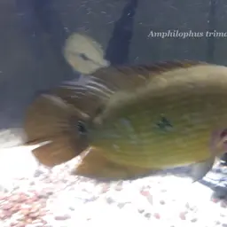 Threespot Cichlid, photo 8