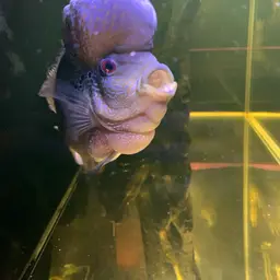 Threespot Cichlid, photo 9