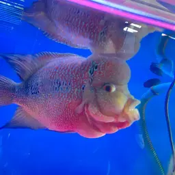 Threespot Cichlid, photo 10