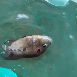 Threespot Cichlid, photo 12