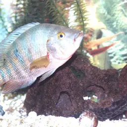 Mayan Cichlid, photo 1