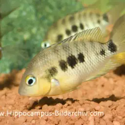 Mayan Cichlid, photo 2