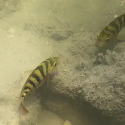 Mayan Cichlid, photo 5